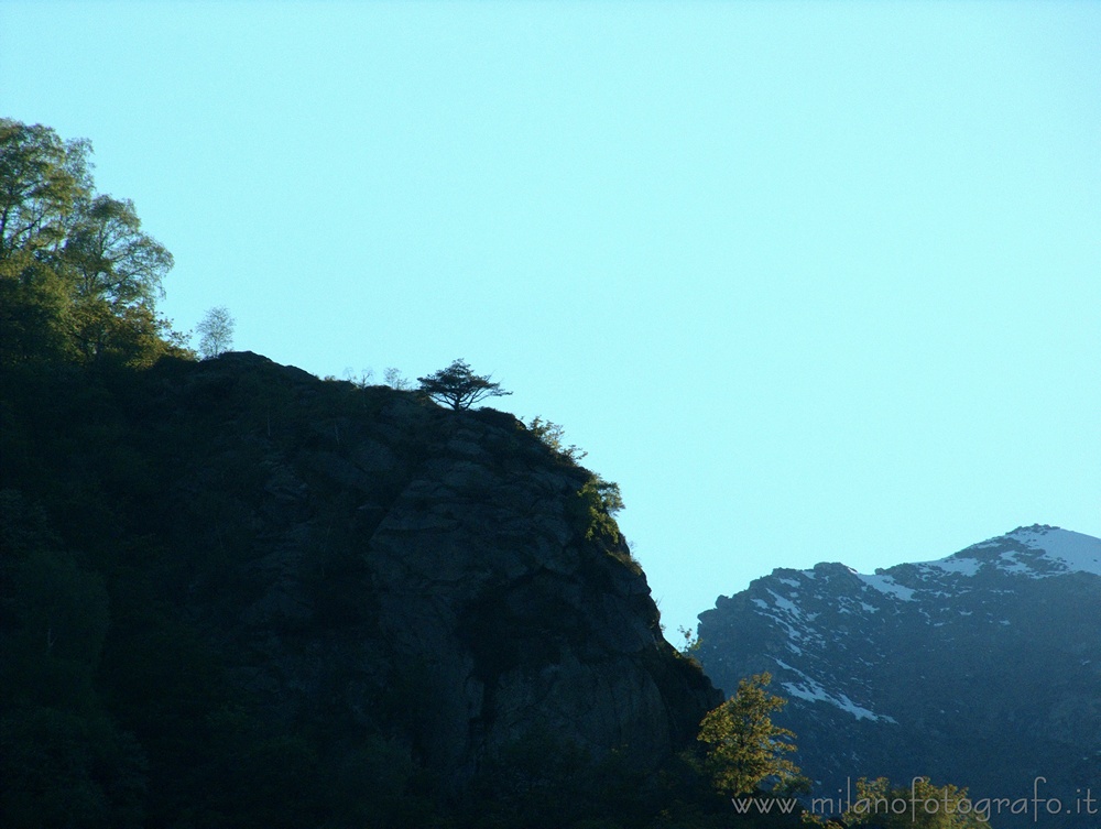 Campiglia Cervo (Biella, Italy) - Isolated tree on a rock at sunset